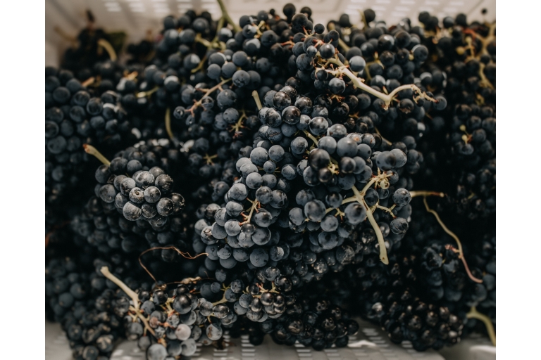 Tempranillo, dé druivensoort uit Spanje